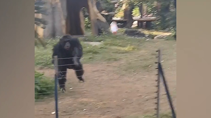 Tinh tinh nổi giận ném chai nước vào du khách ở Trung Quốc