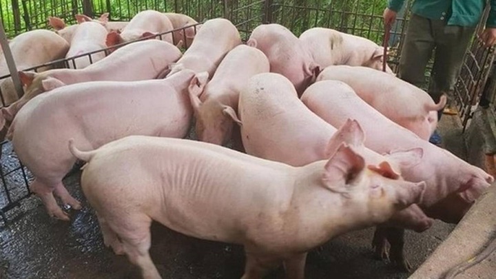 Giá heo hơi hôm nay 3/2: Biến động nhẹ, cao nhất 54.000 đồng/kg