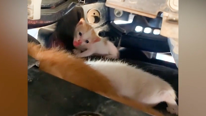 Giải cứu đàn mèo mắc kẹt dưới gầm ô tô ở Thái Lan