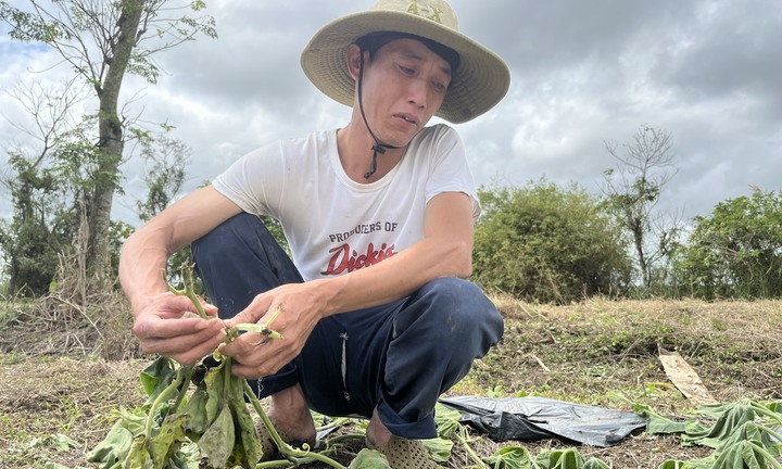 Nông dân bật khóc khi gần 500 gốc bầu sắp ra trái bị kẻ ác cắt tận gốc