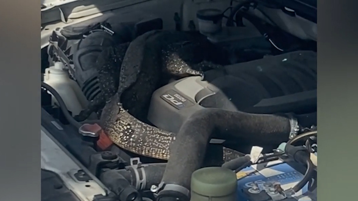 Thằn lằn dài gần 2m chui vào ô tô sưởi ấm ở Thái Lan