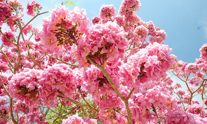 Choáng ngợp con đường 160 cây kèn hồng nở rực rỡ một góc trời ở Sóc Trăng