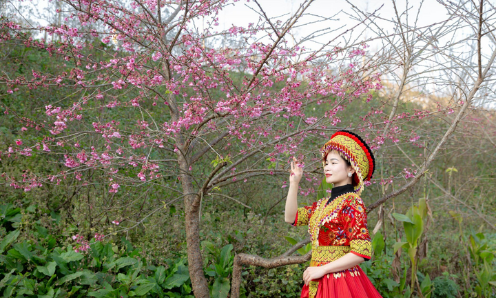 Du khách đổ về Sun World Fansipan Legend ngắm hoa, dự hội xuân