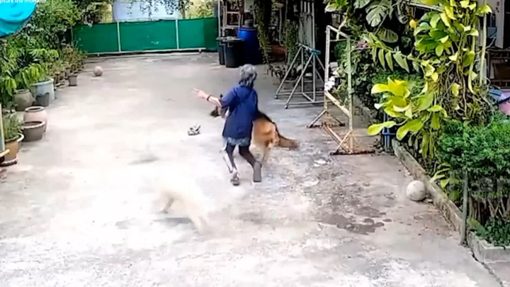 Mải vui đùa, chú chó húc ngã cụ bà ở Thái Lan