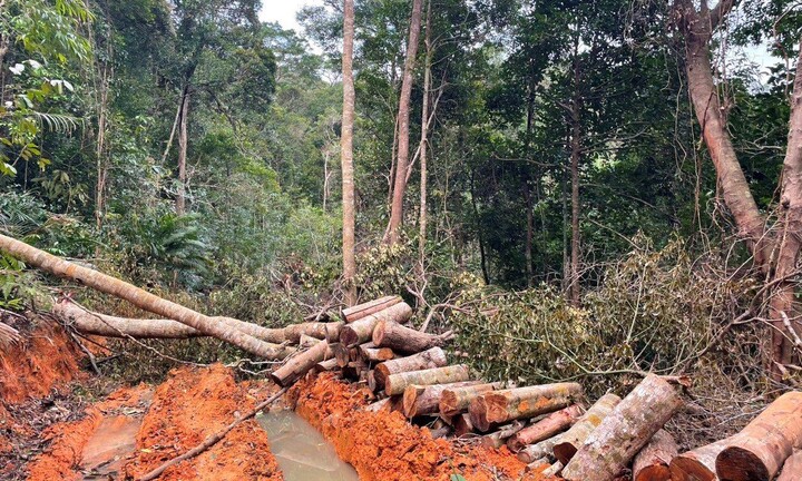 Khánh Hòa: Lâm tặc ngang nhiên mở đường vào phá rừng
