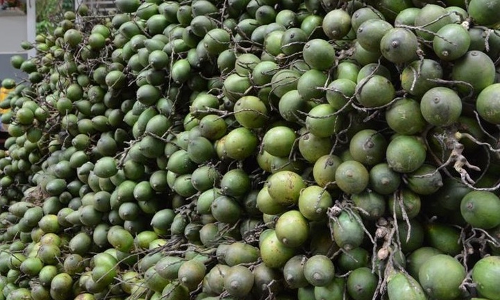 Vì sao Trung Quốc ồ ạt mua cau non của Việt Nam với giá cao?