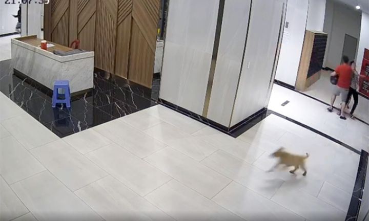 TP.HCM chỉ đạo xử nghiêm vụ chủ chó đấm người tại chung cư