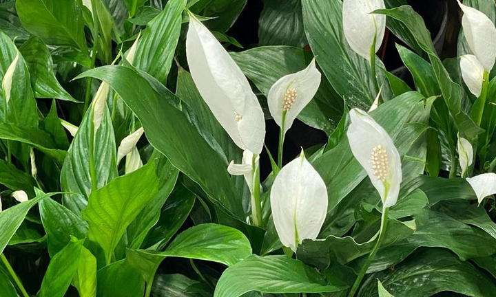 Mẹo chống nồm: Sử dụng 9 loại cây hút ẩm hiệu quả