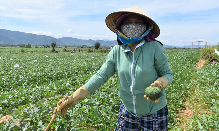 Kiếm bộn tiền nhờ bán dưa hấu non bỏ đi