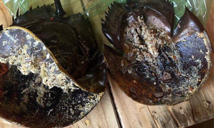 Vụ ngộ độc thực phẩm nghi ăn nhầm so biển: Độc tố vượt ngưỡng an toàn