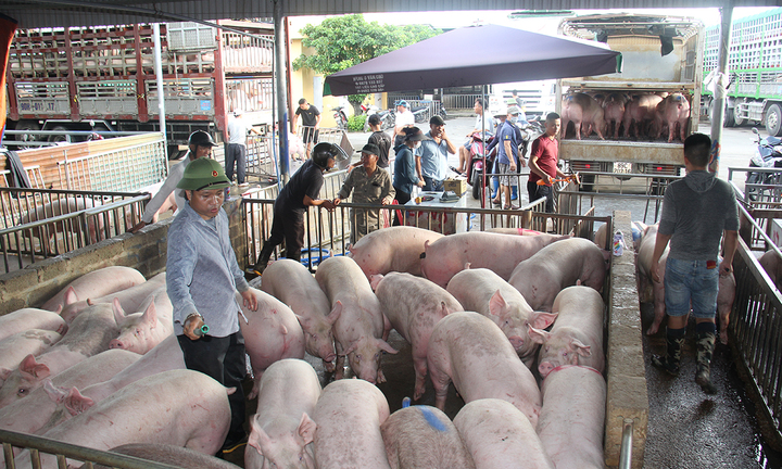 Giá heo hơi hôm nay 12/2: Biến động trái chiều