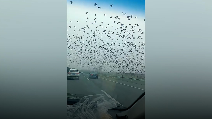 Đàn quạ hàng nghìn con bay lượn trên đường cao tốc Trung Quốc