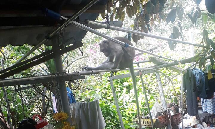 Khỉ đuôi dài 'đại náo' khu dân cư ở TP.HCM