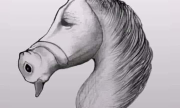 Chỉ người IQ cao mới trả lời đúng: Đây là con gì? 