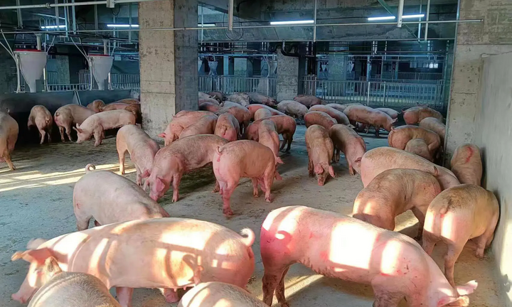 'Chung cư lợn' ở Trung Quốc gây lo ngại về mùi hôi và nguồn xả