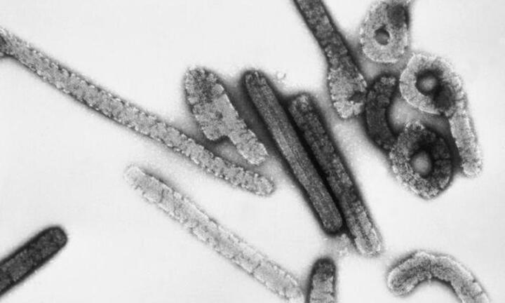 Virus sốt xuất huyết bùng phát, gây tử vong đến 80%: WHO họp khẩn tìm vaccine