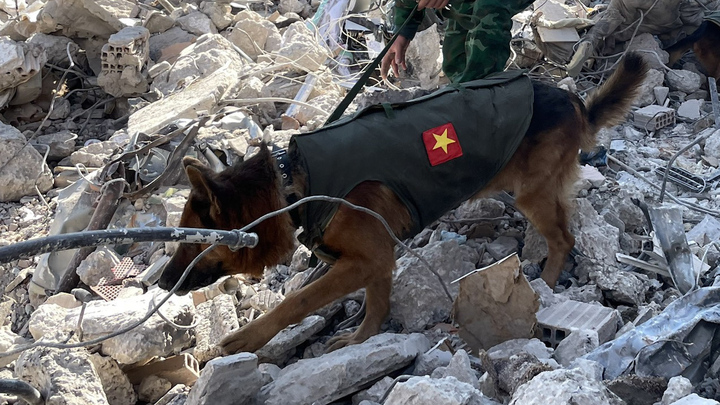 Cận cảnh đội chó nghiệp vụ của Việt Nam tìm kiếm nạn nhân ở Thổ Nhĩ Kỳ