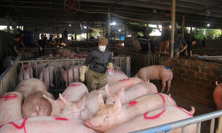 Giá heo hơi hôm nay 16/2: Giảm đồng loạt trên cả nước