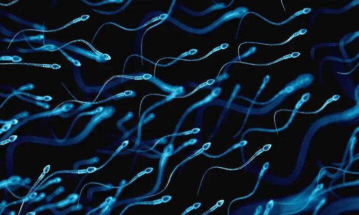 Thuốc tránh thai dành cho nam giới thử nghiệm hiệu quả ở chuột