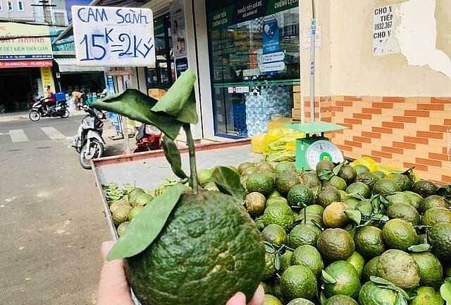 Vì sao cam sành rớt giá thảm hại, phải kêu gọi 'giải cứu'?