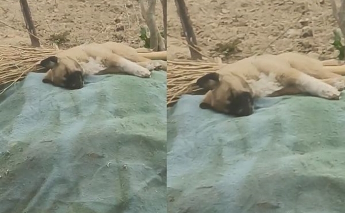 Bạn cừu thân thiết bị mổ thịt, chú chó trầm cảm rồi qua đời