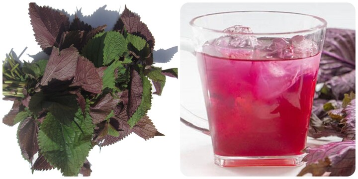 Uống nước lá tía tô hàng ngày có tốt không?