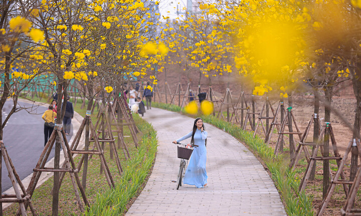 Mê mẩn ngắm nhìn con đường hoa phong linh vàng rực rỡ ở Thủ đô