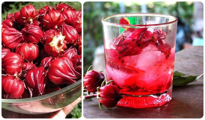 Ai không nên uống atiso?