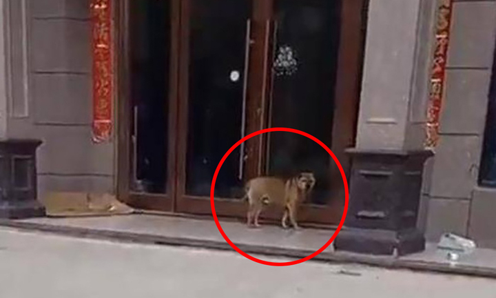 ‘Ôm hận’ vì bị triệt sản, chú chó kiên trì ‘hành hạ’ bác sĩ thú y suốt 3 năm