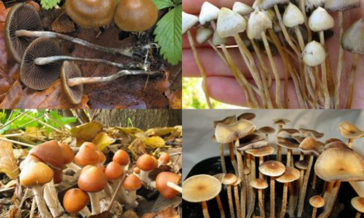 4 loại nấm độc nguy hiểm thường gặp ở Việt Nam