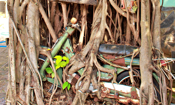 'Báu vật' trong rễ cây si ở Bình Dương, nhiều người sẵn sàng trả tiền tỷ