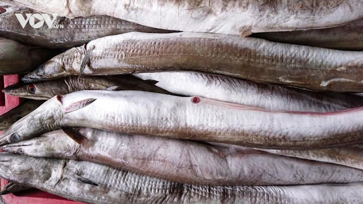 Loài cá dài bằng chiếc xe máy được thực khách săn lùng