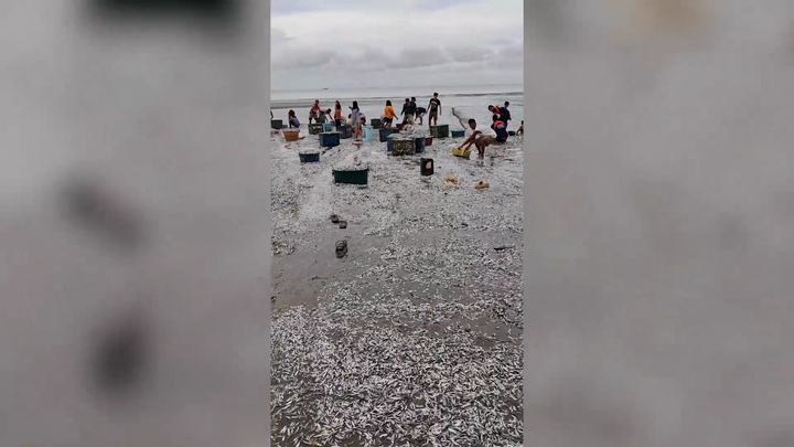 Cá mòi dạt kín bờ biển ở Philippines, dân mang thùng ra thu hoạch