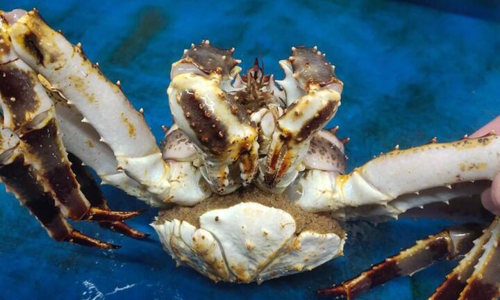 Chủ cửa hàng hải sản tiết lộ sự thật ít người biết về cua hoàng đế