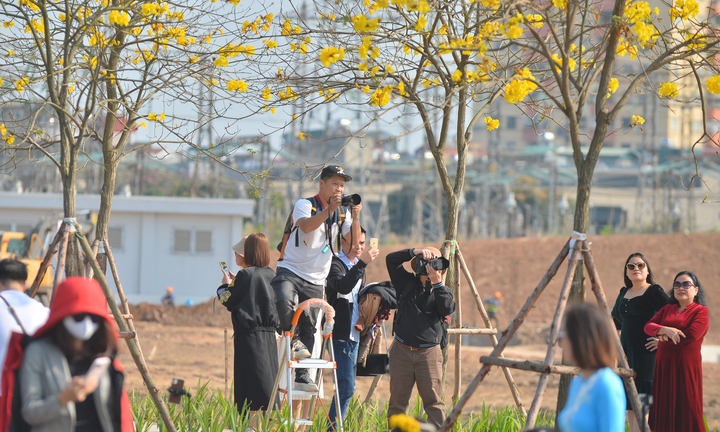 Hà Nội mùa hoa sưa, hoa ban, hoa phong linh: Thợ ảnh kiếm trăm triệu/tháng