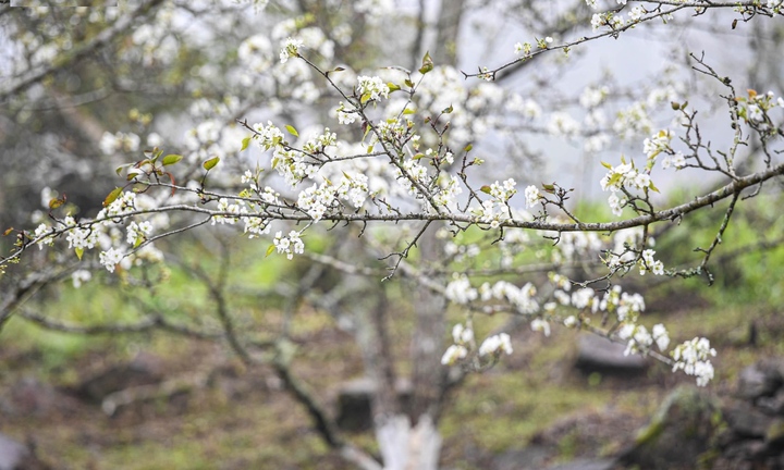 Hoa lê nở rộ, phủ trắng núi rừng Na Hang, Tuyên Quang