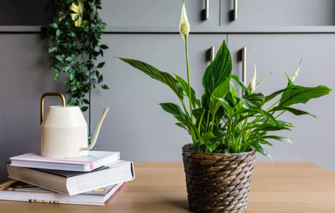 Loài cây tượng trưng cho tốt lành, trồng quanh vườn làm cảnh đẹp nhưng có độc