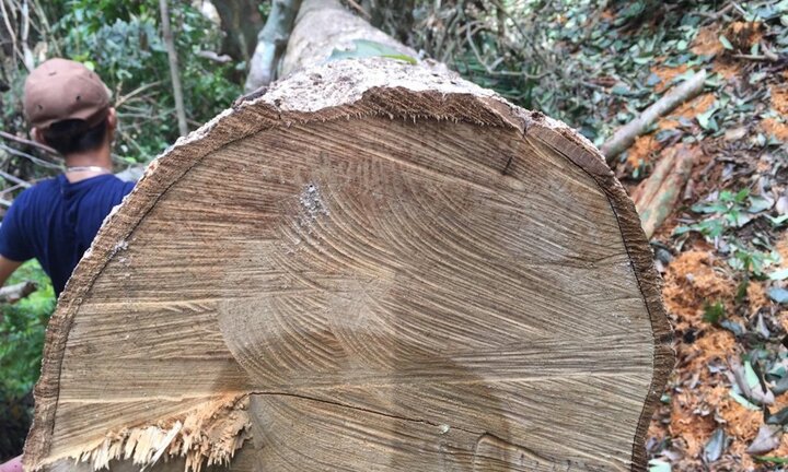 Thừa Thiên - Huế lý giải nguyên nhân khiến rừng tự nhiên giảm hơn 72ha/năm