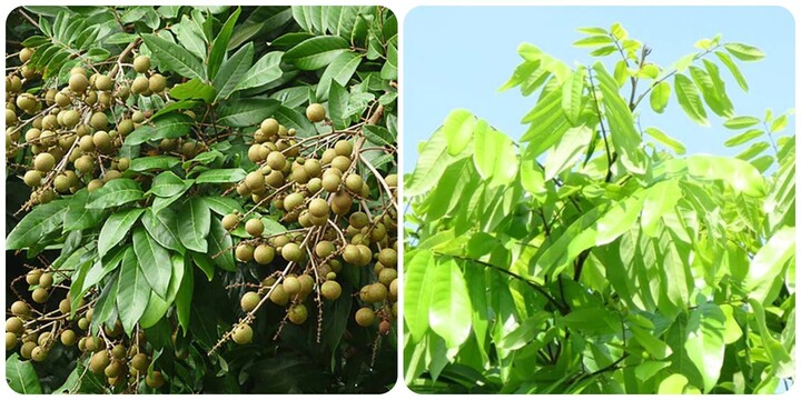 Lá nhãn có uống được không?