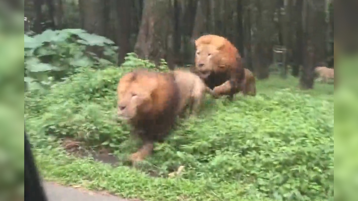 Tranh 'ngôi vương’, sư tử lao vào ô tô chở du khách ở Indonesia