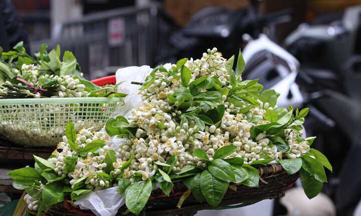 Hoa bưởi đầu mùa tỏa hương khắp các ngõ phố Hà Nội