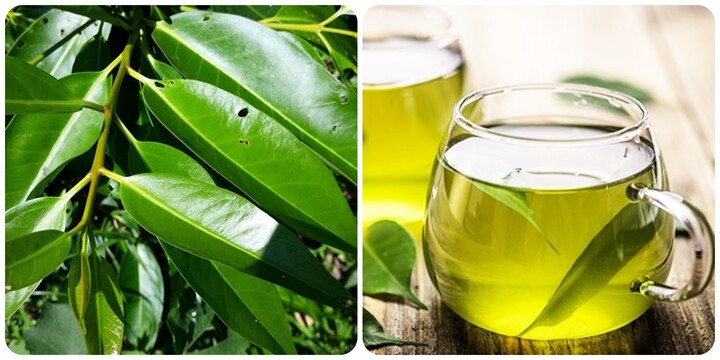 Cách sử dụng lá vối tươi tốt cho sức khỏe