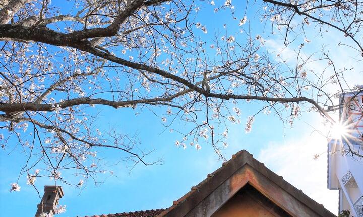 Ảnh: Hoa ban trắng nở rộ, Đà Lạt đẹp tựa bức tranh