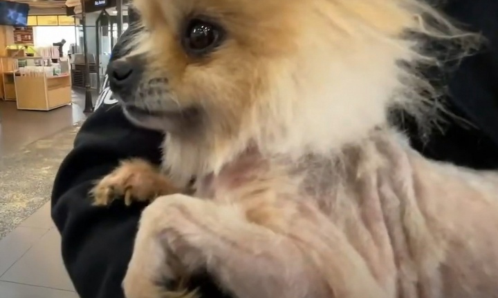 Hơn 1.000 con chó bị bỏ đói đến chết ở Hàn Quốc