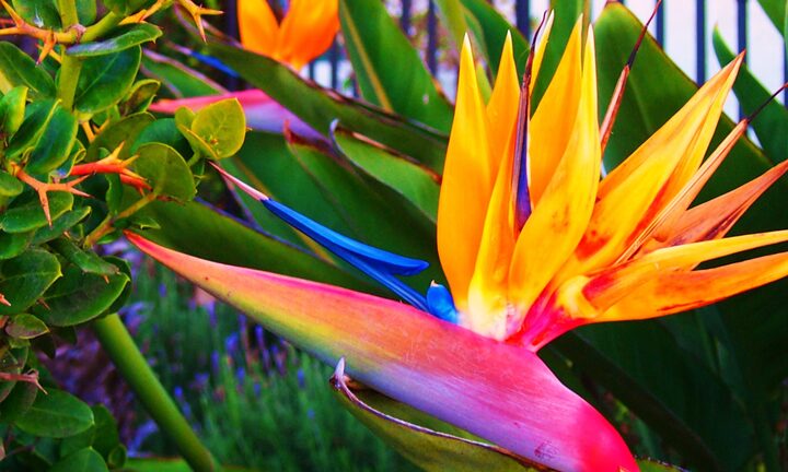 2 loài hoa đẹp mê hồn, chị em đắt mấy cũng mua nhưng chứa độc tố chết người