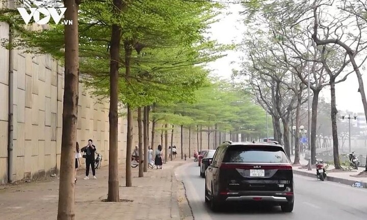 Hàng cây bàng lá nhỏ xanh mơn mởn – góc 'sống ảo' giữa Hà Nội