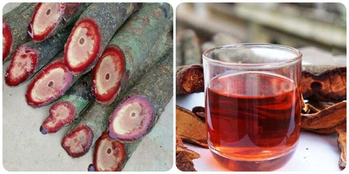 Uống cỏ máu có tốt không?