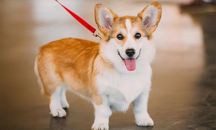 Có được nuôi, thả chó, mèo ở chung cư không?