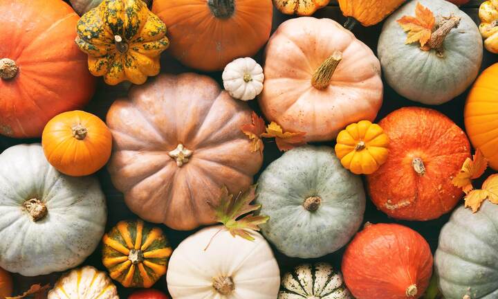 Vì sao người Nhật lại gọi bí đỏ là quả 'trường sinh bất lão'?