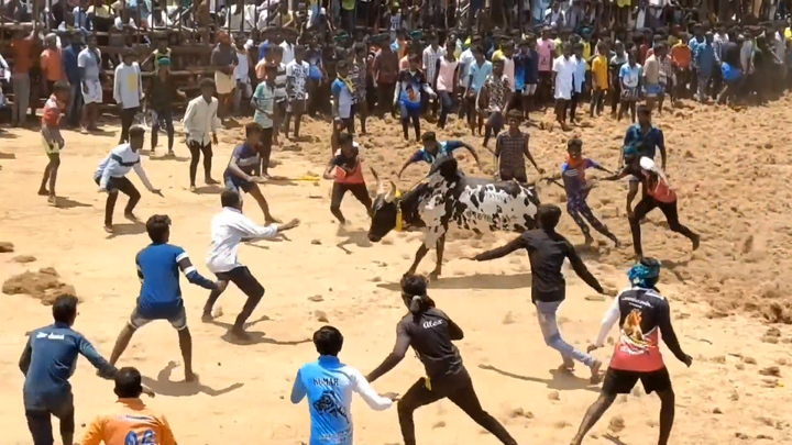 Bò tót hung dữ húc tung nhiều người tại lễ hội ở Ấn Độ